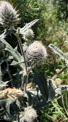 Cirsium laniflorum