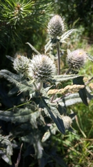 Cirsium laniflorum