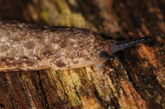 Philomycus togatus