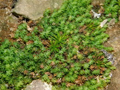 Mnium stellare