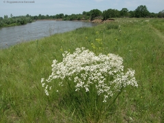 Eremogone longifolia