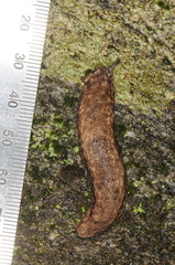 Philomycus togatus