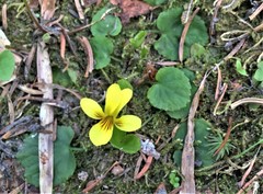 Viola orbiculata