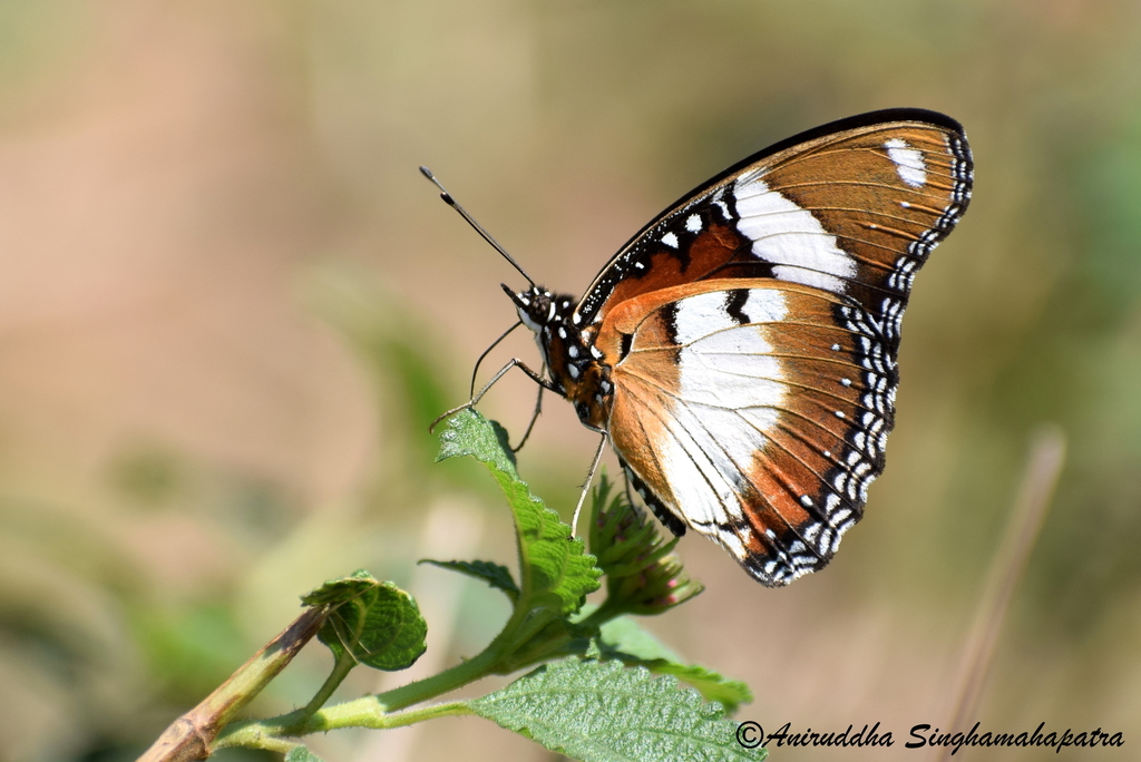 Danaid Eggfly