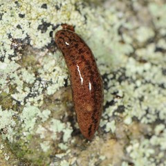 Pallifera fosteri