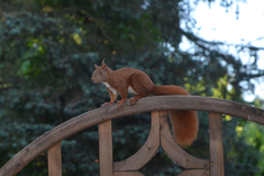 Sciurus vulgaris