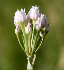 Allium geyeri