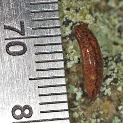 Pallifera fosteri