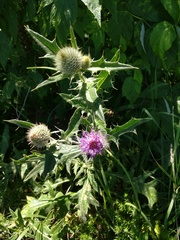 Cirsium laniflorum