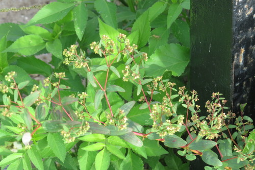 Euphorbia hyssopifolia image