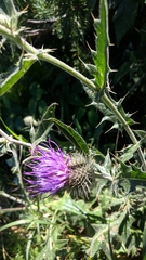 Cirsium laniflorum