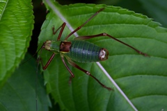 Barbitistes serricauda