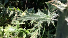 Cirsium laniflorum