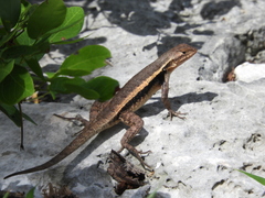 Yellow-Spotted Spiny Lizard photo 3