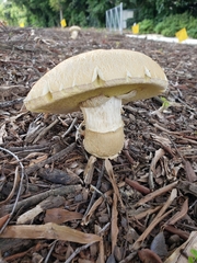 Boletus variipes