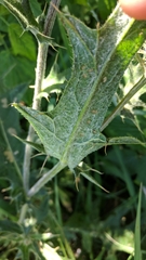 Cirsium laniflorum