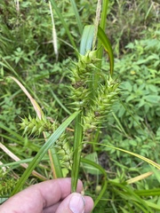 Carex lupuliformis