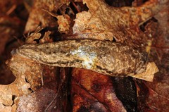 Philomycus togatus