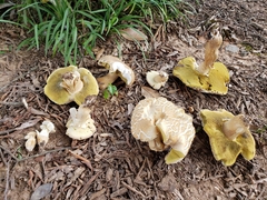 Boletus variipes