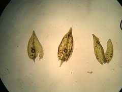 Platylomella lescurii