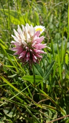 Trifolium ambiguum