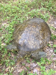 Apalone spinifera guadalupensis