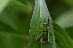 Odontopodisma schmidtii