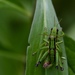 Schmidt's Mountain Grasshopper - Photo (c) Fabio, some rights reserved (CC BY-NC), uploaded by Fabio