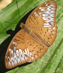 Tanaecia