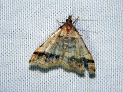 Phalaenophana pyramusalis