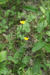 Ranunculus acris acris