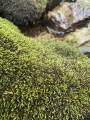 Platylomella lescurii