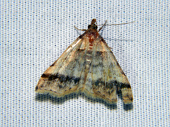 Phalaenophana pyramusalis