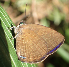 Arhopala antimuta
