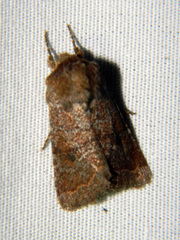 Protorthodes oviduca