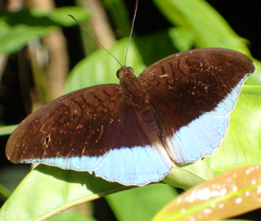 Tanaecia