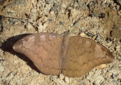 Tanaecia