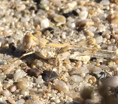 Derotmema delicatulum