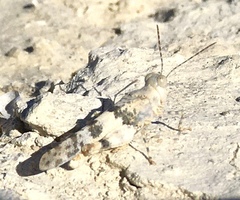 Trimerotropis salina