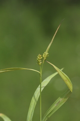 Carex granularis