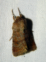 Protorthodes oviduca