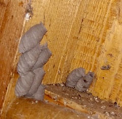 Sceliphron curvatum