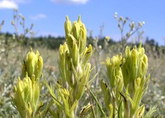 Castilleja lineata