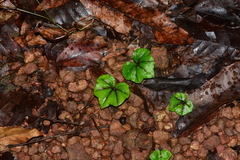 Nervilia infundibulifolia