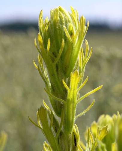 marshmeadow Indian paintbrush (Castilleja lineata)