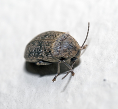 Amblycerus