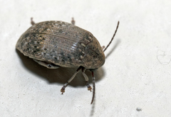 Amblycerus