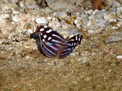 Myscelia cyaniris alvaradia