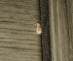 Cyphicerini