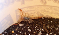 Franckeus rubrimanus